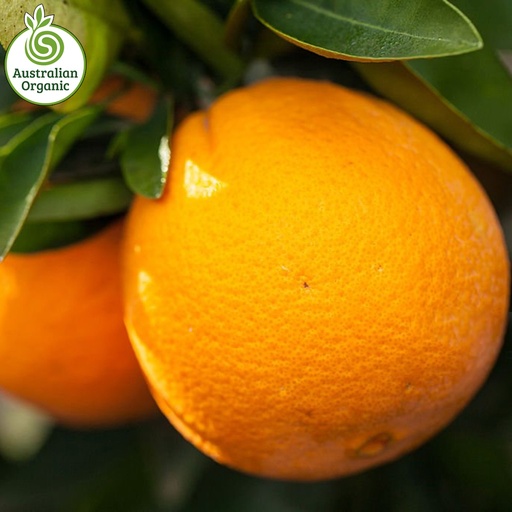 Certified Organic Oranges - Navel