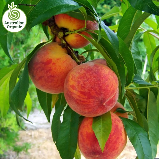 Certified Organic Peaches - Yellow
