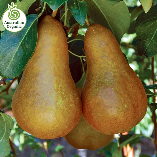 Certified Organic Pears - Beurre Bosc