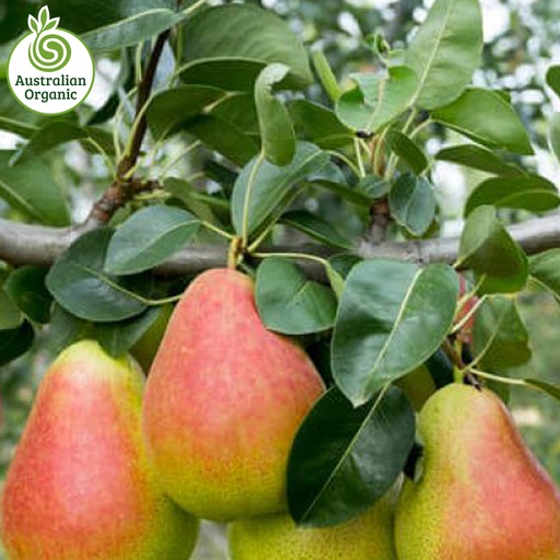 Certified Organic Pears - Corella