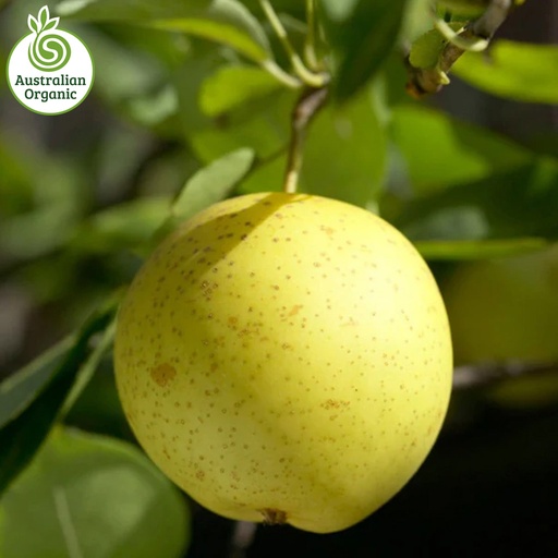 Certified Organic Pears - Nashi (New Season)