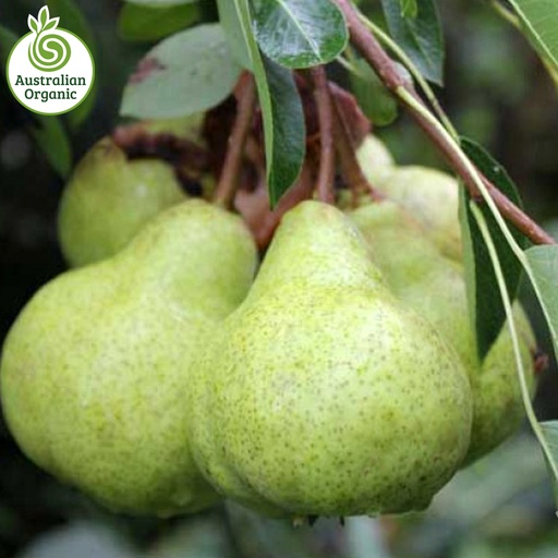 Certified Organic Pears - Packham