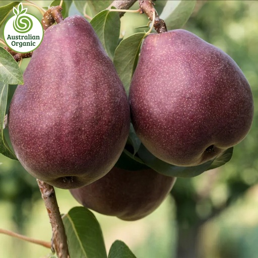 有机梨 - 红安琪兒