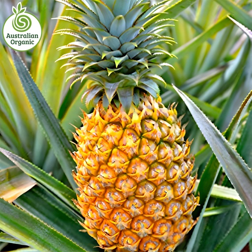 Certified Organic Pineapples - Medium Small Size