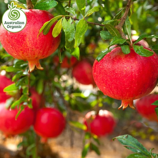 Certified Organic Pomegranate