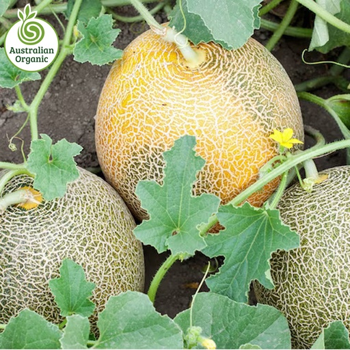 Certified Organic Melon - Rock melon (Cantaloupe)