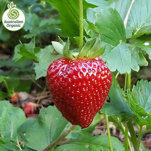 Certified Organic Berries - Strawberry 250g Punnets