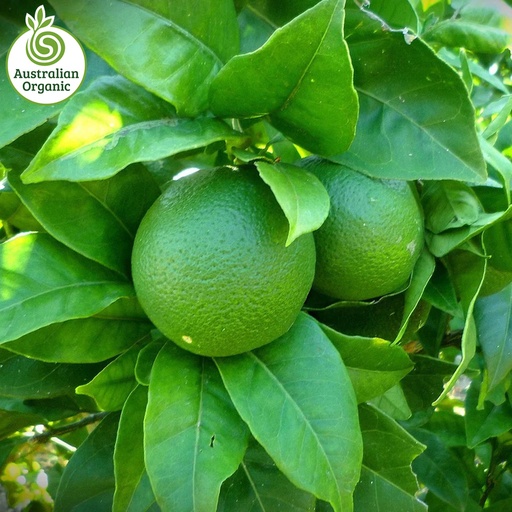 Certified Organic Limes - Tahitian
