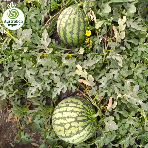 Certified Organic Watermelon - Mini