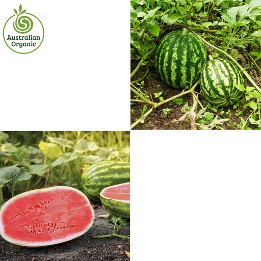 Certified Organic Watermelon - Seeded