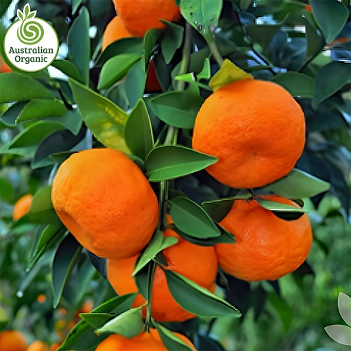 Certified Organic Mandarins - Imperial