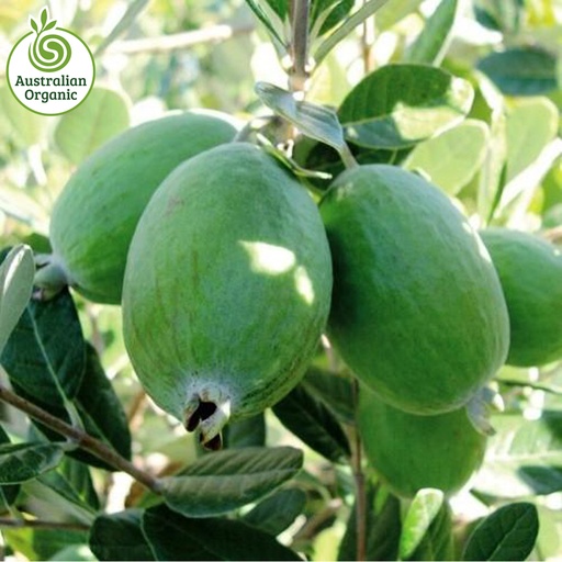Certified Organic Feijoas