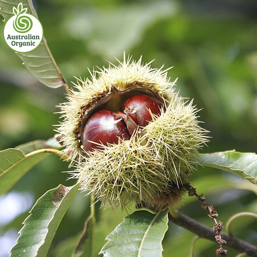 Certified Organic Chestnuts