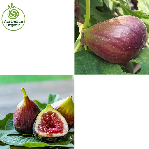 Certified Organic Figs Fresh - Purple