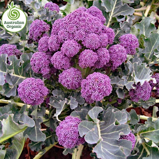 Certified Organic Broccolini - Bunch Purple