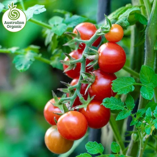 Certified Organic Tomato - Cherry 250g Punnets