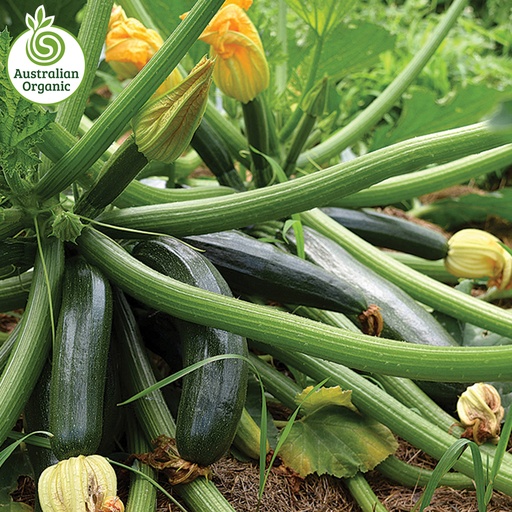 Certified Organic Zucchini - Green