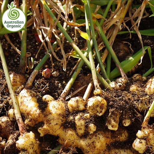 Certified Organic Ginger - Old Season (Stronger Flavour)