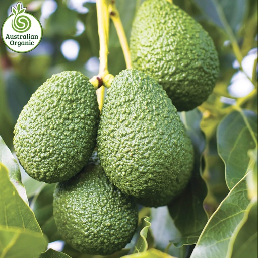 Certified Organic Avocado -  Medium / Large (each) Hass