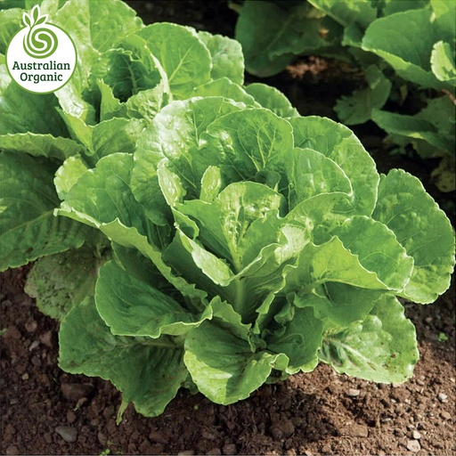 Certified Organic Lettuce - Twin Cos
