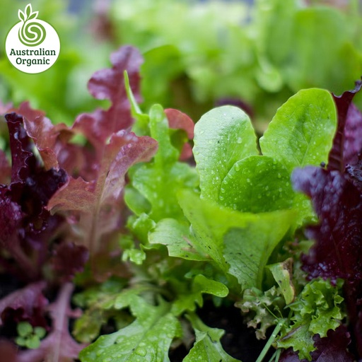 Certified Organic Salad - Mix Leaves (120g Punnet)
