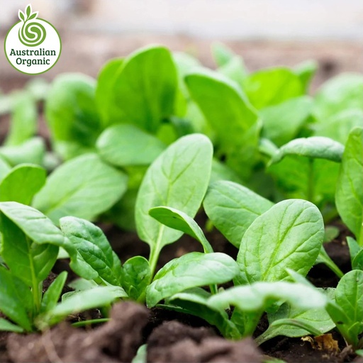 Certified Organic Salad - Spinach Leaves Baby (120g Punnet)