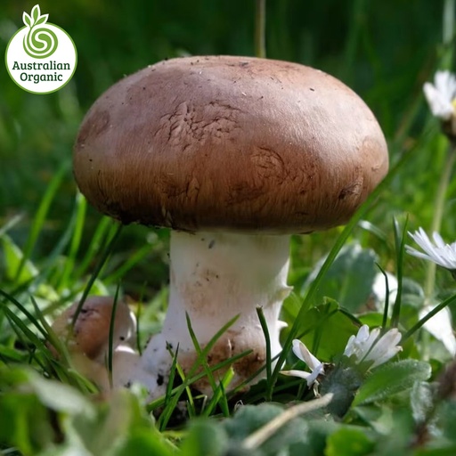 Certified Organic Mushrooms - Swiss Brown (180g Punnets)