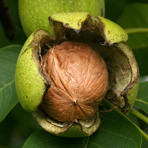 Certified Organic Walnuts - Jumbo (With Shell)